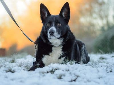 Ollie — Collie (Border)