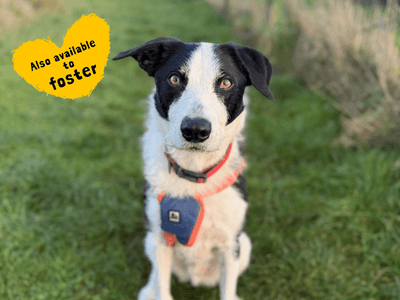 Alfie — Collie (Border) Cross