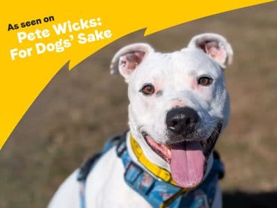 Tetley — Terrier (Staffordshire Bull) Cross