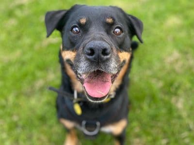 Twiglet — Mixed Breed