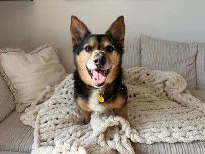 Lemmy — Welsh Corgi (Pembroke) Cross