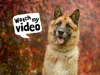 Deki — German Shepherd Dog Cross