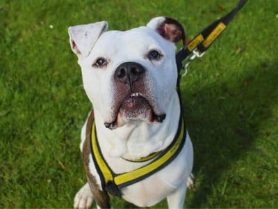 Buzz — Bullmastiff Cross