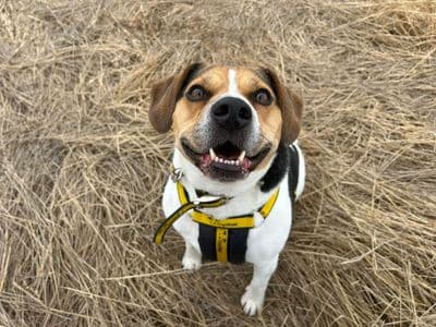 Ronnie — Beagle Cross