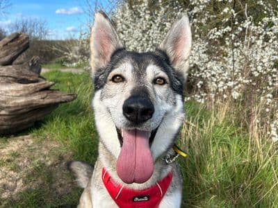 Jessie — Siberian Husky Cross