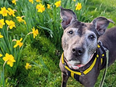 Chelsea — Terrier (Staffordshire Bull)