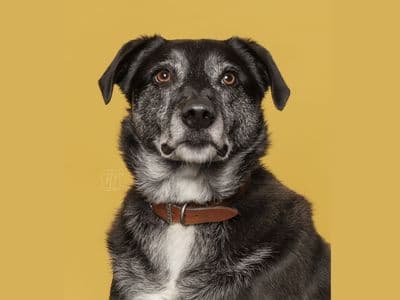 Toby — Collie (Border) Cross