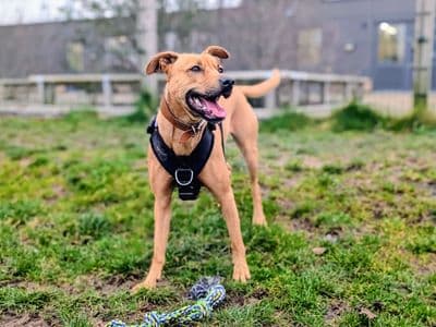 Pepsi — Mixed Breed