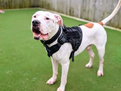 Maximillian — American Bulldog