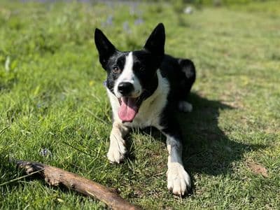 Badger — Collie (Border) Cross