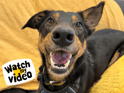 Olly — Collie (Border) Cross