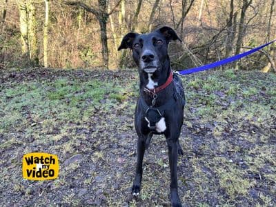 Lexi — Lurcher