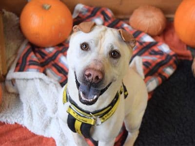 Lola — Shar Pei Cross