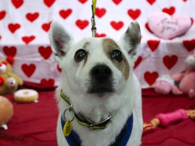 Jesse — Terrier (Jack Russell)