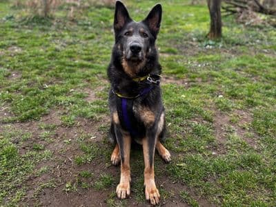 Loki Boy — German Shepherd