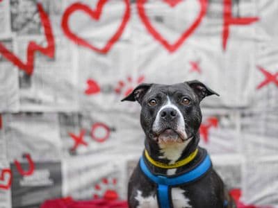 Stella — Terrier (Staffordshire Bull) Cross