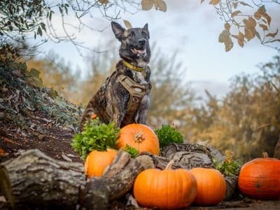 Prince — Belgian Shepherd Dog (Malinois)