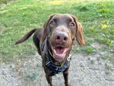 Andy Pandy Pudding and Pie — Spaniel (English Springer)