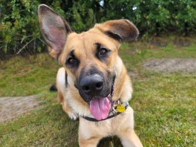 Mara — German Shepherd Dog Cross