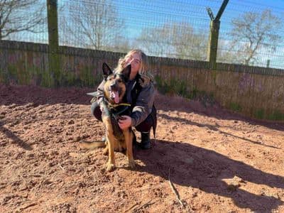 Harry — German Shepherd Dog Cross