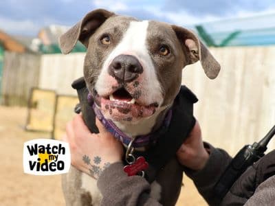 Ivy — Terrier (Staffordshire Bull) Cross