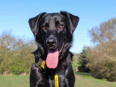 Toby — German Shepherd Dog Cross