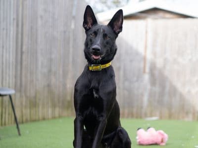 Haze — Belgian Shepherd Dog (Malinois) Cross