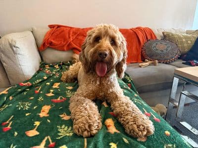 Koda — Poodle (Miniature) Cross