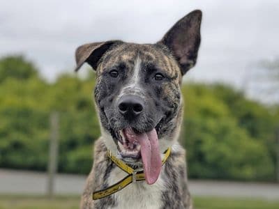 Chip — Akita Cross