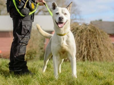 Lennon — Siberian Husky Cross