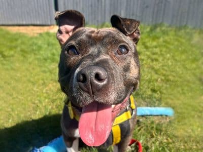 Gusty — Terrier (Staffordshire Bull)