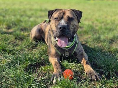 Eddie — Bullmastiff