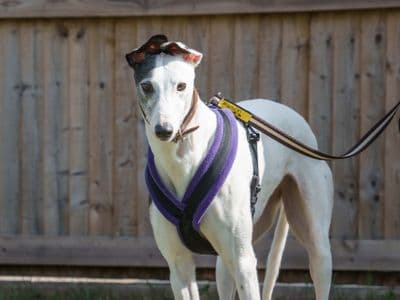 Ethel — Greyhound