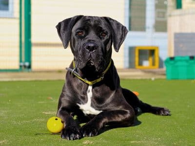 Buttercup — Italian Corso Dog