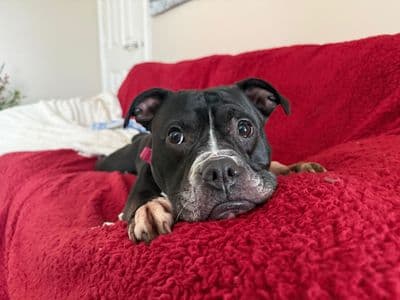 Nova — Terrier (Staffordshire Bull) Cross