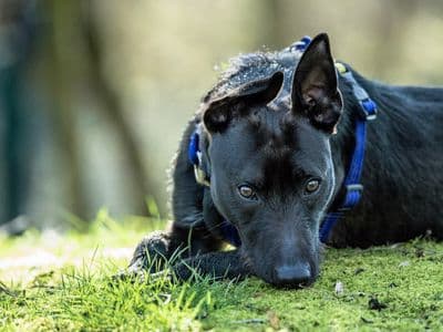 Ori — Terrier (Staffordshire Bull) Cross