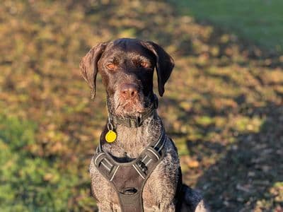 Baxter — Pointer (German Wirehaired)