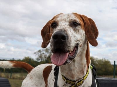 Hartley — Foxhound Cross