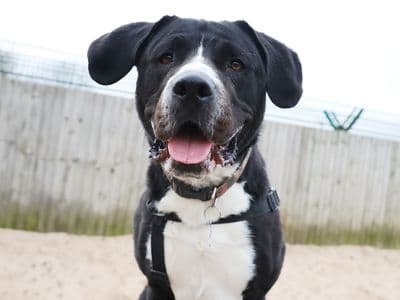 Penny — Retriever (Labrador) Cross