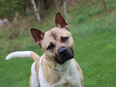 Hugo — American Akita Cross
