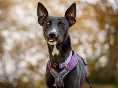 Luna — Lurcher