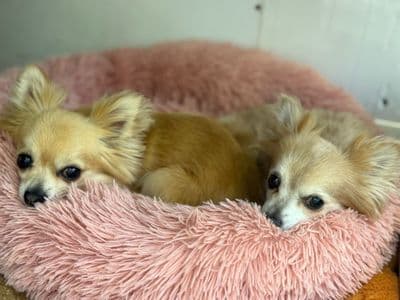 Amy — Chihuahua (Long Coat)