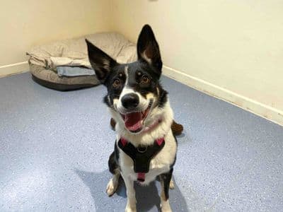 Button — Collie (Border)