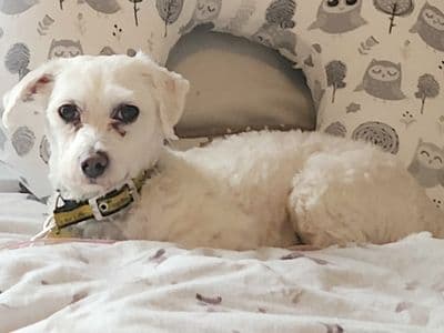 Bluebell — Maltese