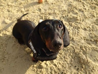 Frankie — Dachshund (Miniature Smooth Haired)