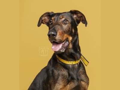 Squash — Dobermann Cross