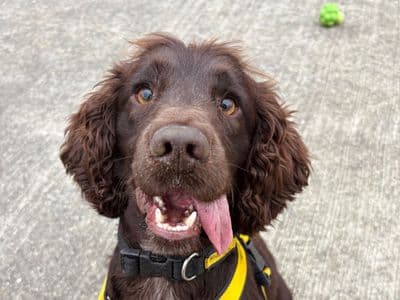 Alvin — Spaniel (Cocker)