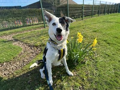 Starlight — Collie (Border)