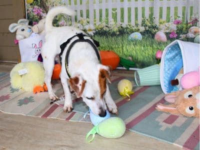 Otto — Terrier (Jack Russell)