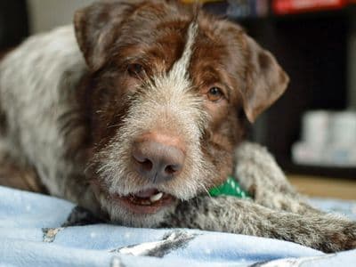 Rocco — Pointer (German Shorthaired) Cross